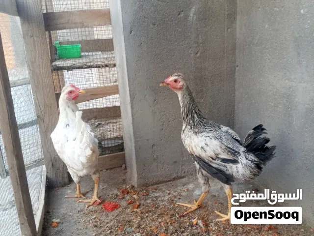 دجاج عرب للبيع