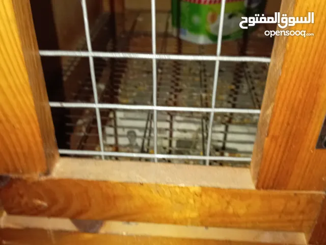 حمام هزاز ويا كريم للبيع