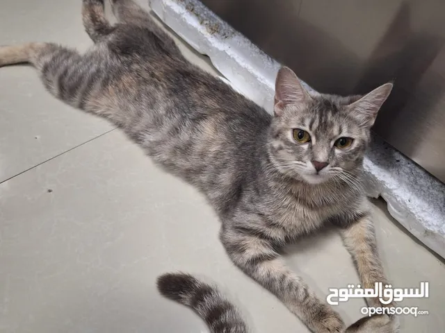 قطة انثى مختلطة للبيع عمرها 11 شهر اسمها نونا و السعر قابل للتفاوض