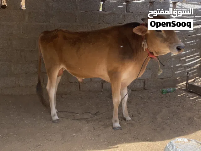 ثور للبيع ولد سنتين