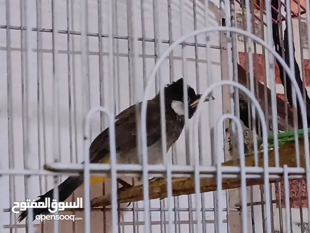 بلبل صغير مخلف للبيع