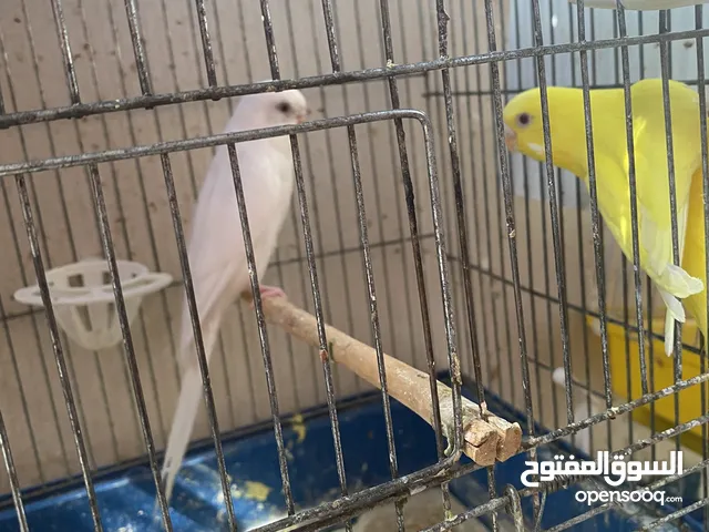 جوز حب اقراء