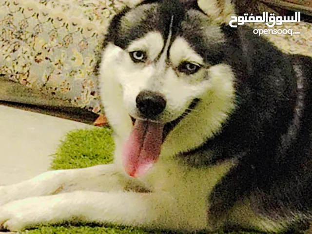 كلب هاسكي (اليكس)