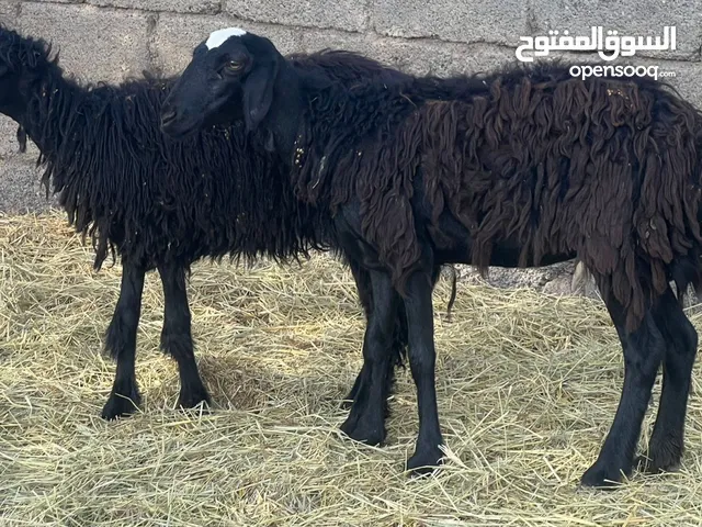 جعد عمانيات جباليات عشرات وحده تتاوم حلال طيب للتربيه كل شي سليم