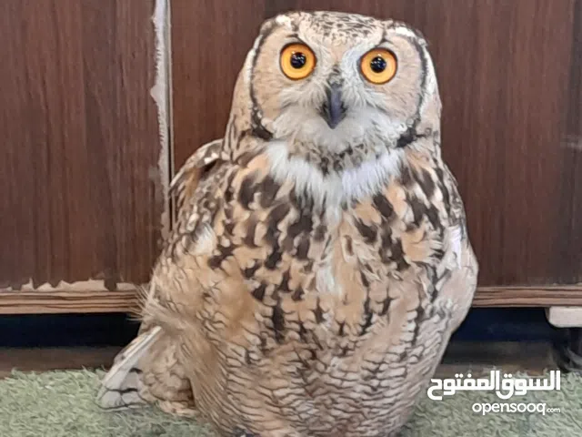 بومه الفرعون