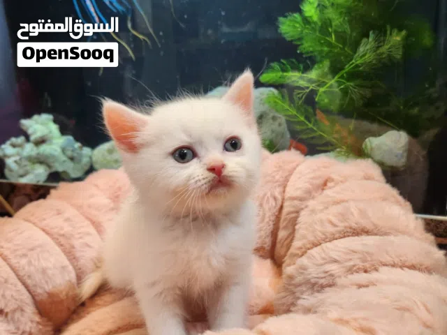 Persian kitten