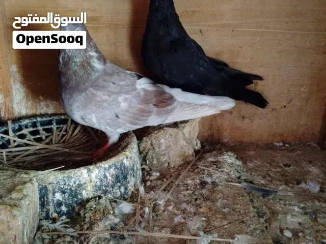 حمام لوت زوجين