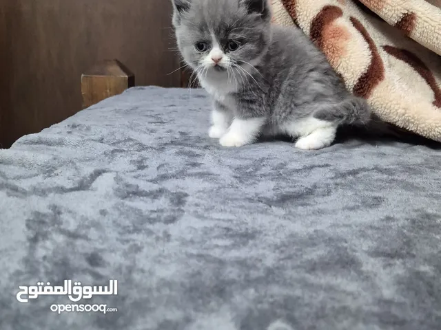قطط فولد و ستريت و باندا و فارسي