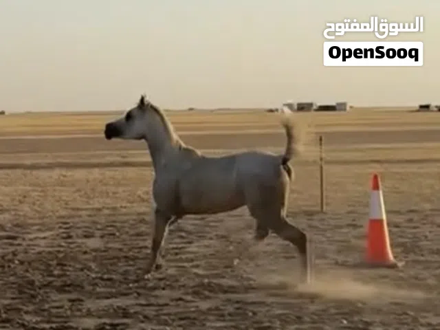 حصان مصري فاخر