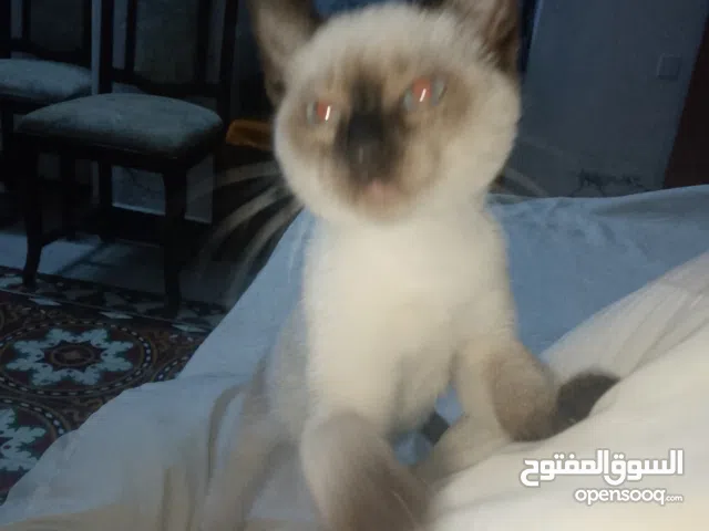 قط مؤنثه سيامي عمرها شهرين ونص ناشطه وذكيه دحنوسه عينها زرق شعرها ارطب