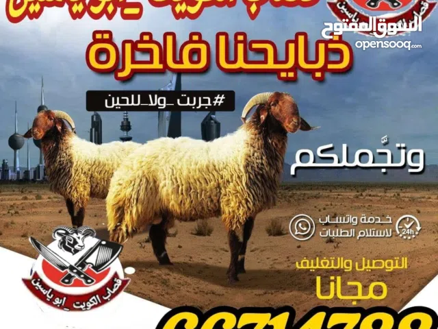 قصاب الكويت تحت الطلب