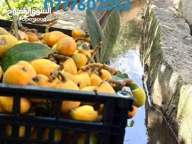 Farm Land for Sale in Zarqa Al-Qnaiya