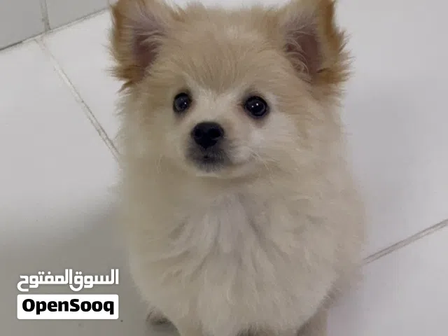 10 weeks old Pomeranian needs a new home