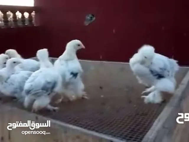 مطلوب صيصان براهما