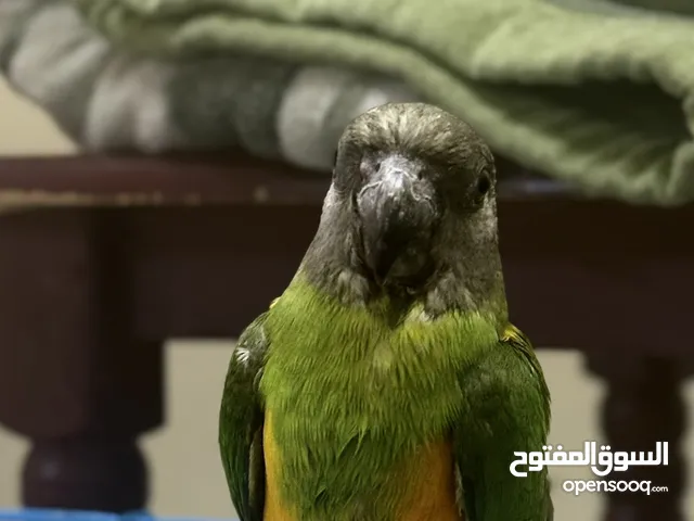 للبيع سنغالي اليف فيه خوف شوي