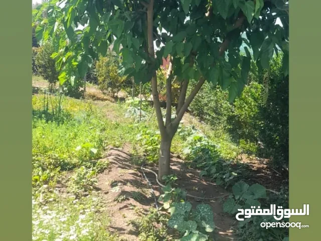 Farm Land for Sale in Rabat Tamesna