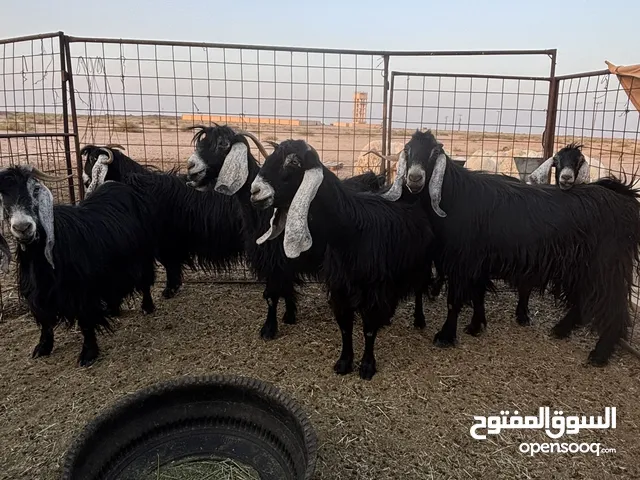 للبيع معزا عوارض منوت القناي