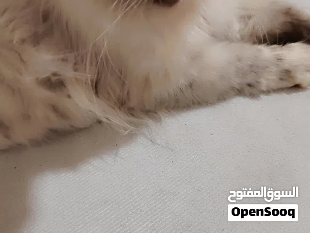 قطه نضيفه اليفه اريد اراوسها بجلب
