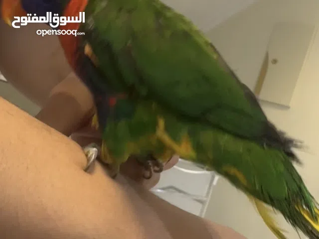 ببغاء لوري وببغاء كينيور