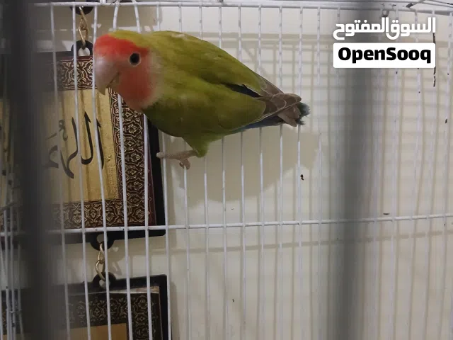 اناثي روز  للبيع