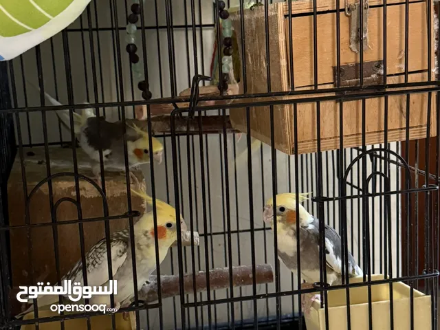 Cockatiel breeding birds