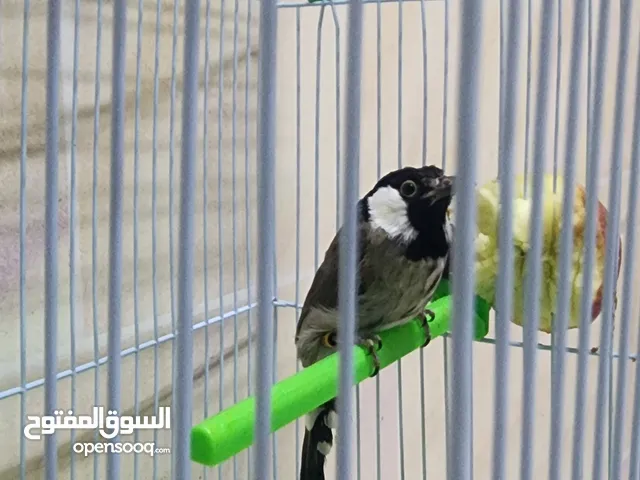 للبيع بلبول بحاله ممتازه تغريد جميلة فيه