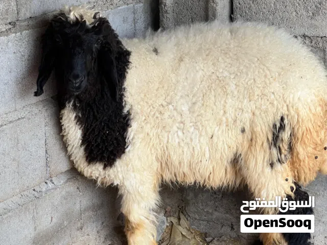 طليان للبيع