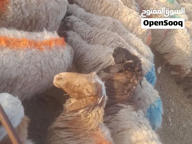 اضاحي عقيقه نذر تلبية جميع المناسبات افضل الانواع وحرق اسعار حرقنا السوق