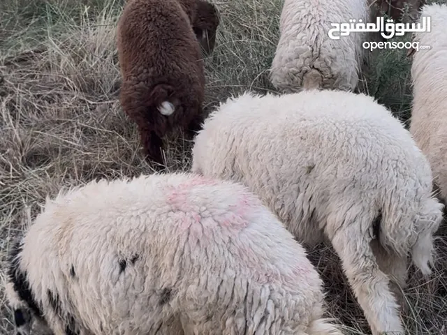 طليان للبيع عدد 8 بيع شلع