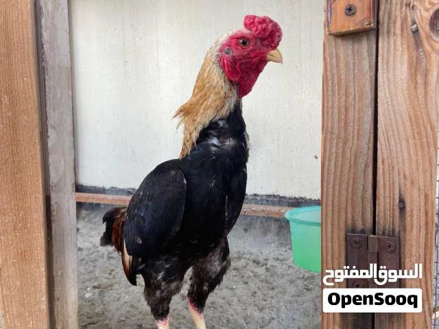 البيع ديج كشامو منتج الطير صحه