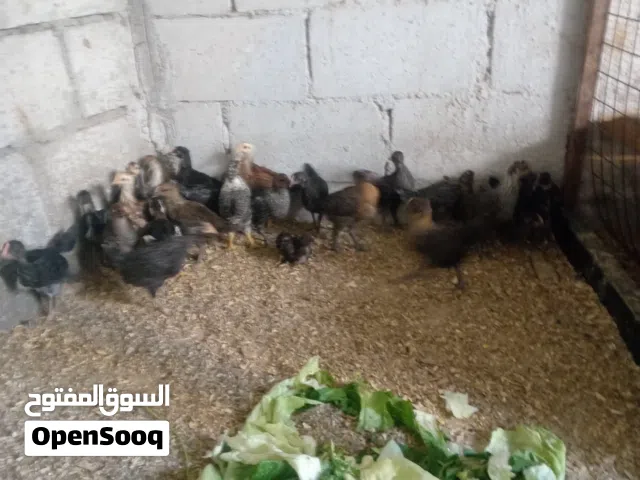 صوص بلدي مرتب