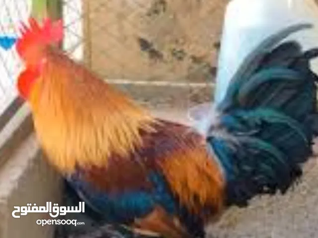 عدد 20 ديك بلدي وفرنسي للبيع