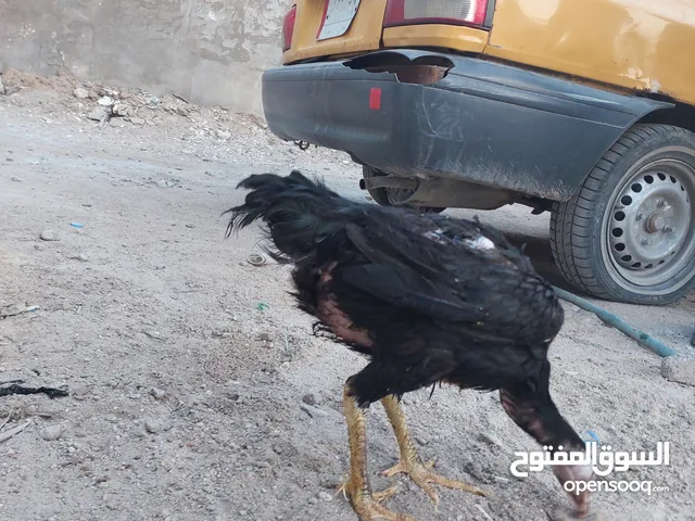 دجاجه هنديه سوده اوديج عربي