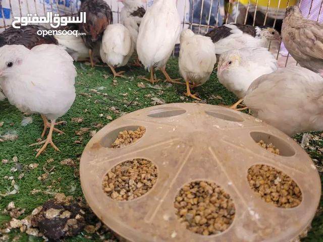 سمان صيني او الملكي