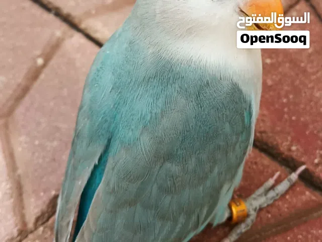 2 طيور روز  اليفين هدد  تاكيل يدوي الوان جميلة