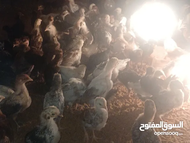 السلام عليكم