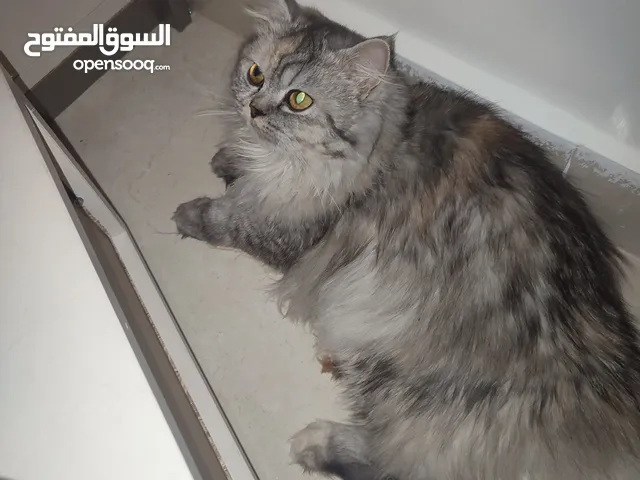 قطط للتبني