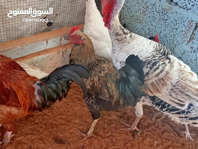 السلام عليكم متاح دجاج للبيع معاهم روز دجاج بيبي ومعاهم واحده استراليا ميرندا للبيع كلهم عليه بعضهم