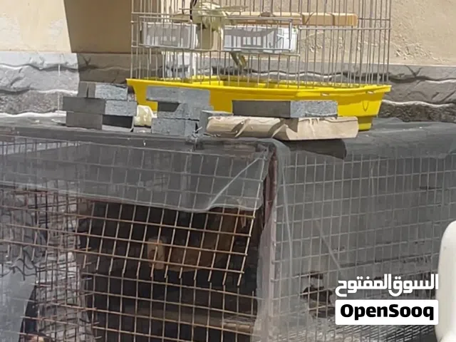 4 اقفاص لبيع