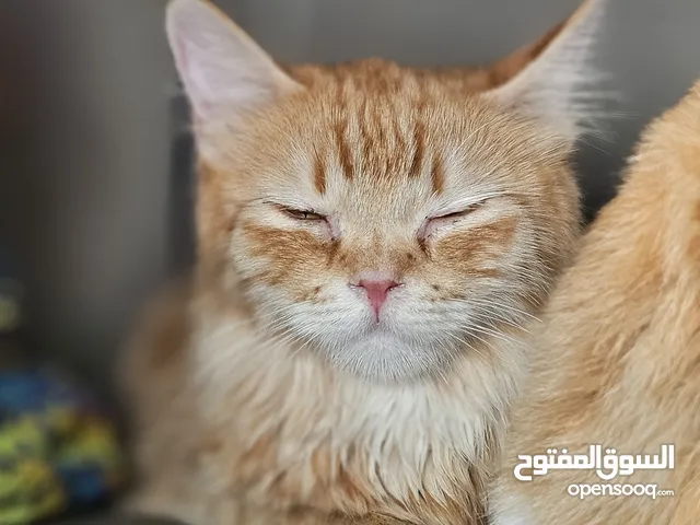 CAT FOR MATING قطة للتزاو