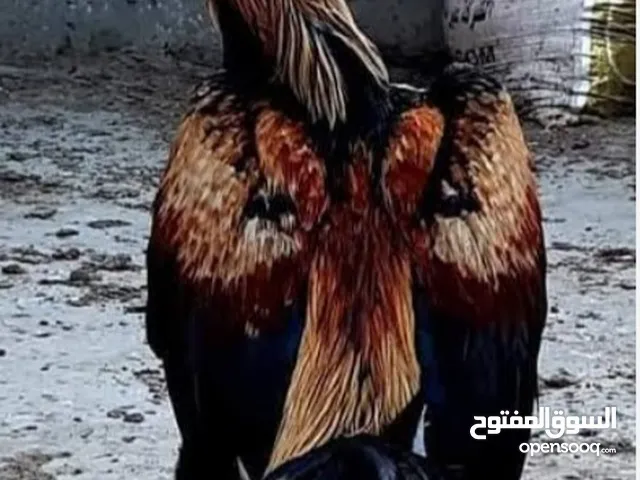 ديوك هندي بيور