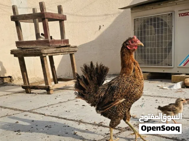 دجاجه فريه عرب للبيع