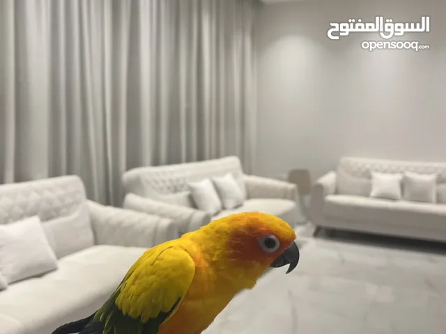 كنيور مدرب