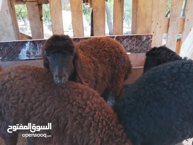 اربع خرفان نخب نخب اعمار 3شهور صحه ممتازه توب توب