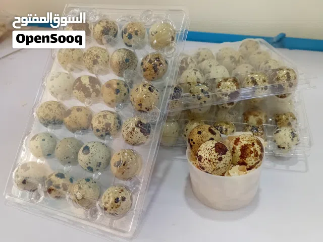 بيض فري غني بالفوائد