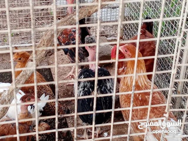 للبيع دجاج عماني سعر الحبه ريال