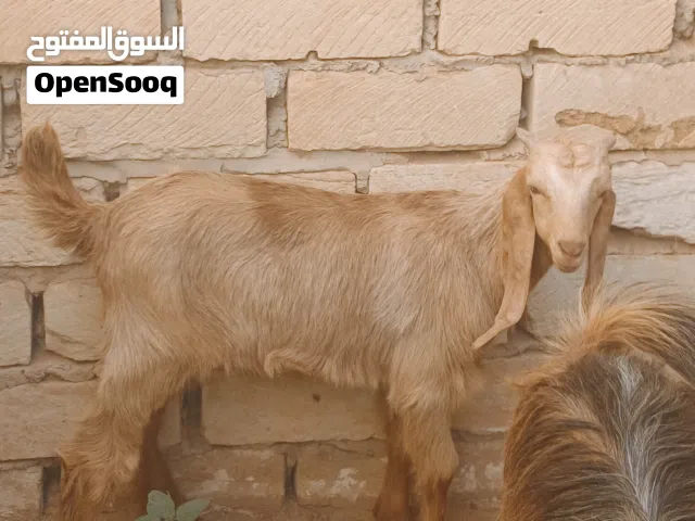 عنز عربية سنها سداس تحتها جدي هجين كبير وناشط الله يبارك