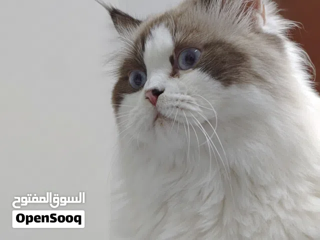 Rescued male cat for adoption(0-12 months old), persian turkish mix