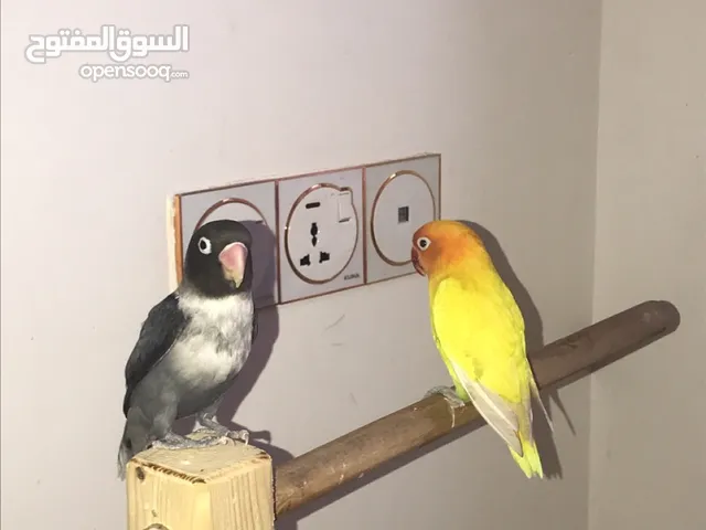 طيور الفيشر