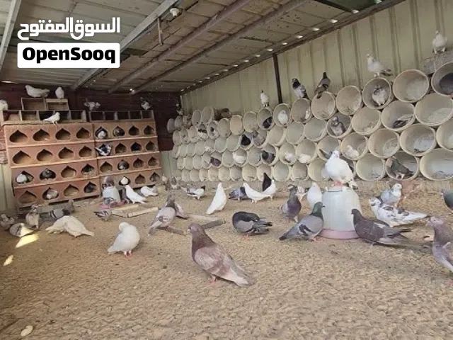 للبيع مكس زاجل ولاحم احجام طيبه وصحه ممتازه 50 حبه او اكثر جمله على دينار